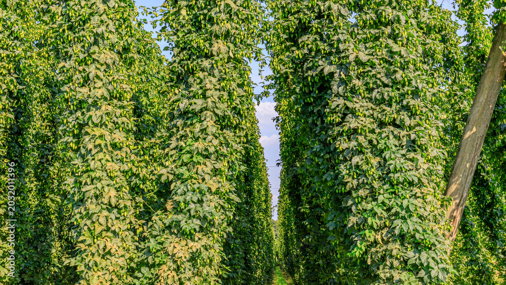 Fototapeta premium Rows of hop plants grow in a field during sunny weather in the early afternoon