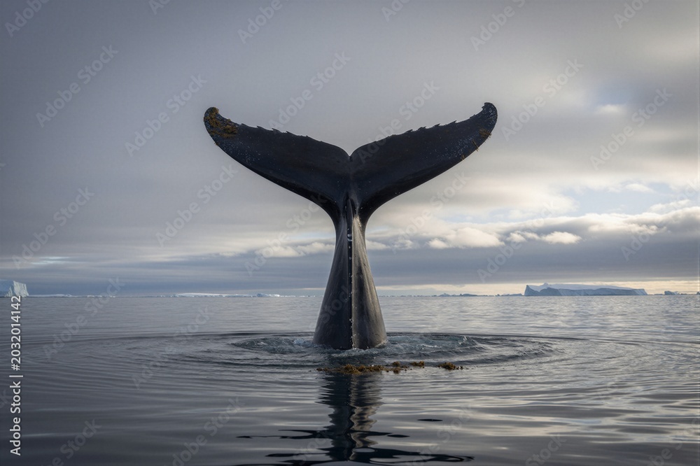 Fototapeta premium A humpback whale's tail emerges from Antarctic waters, its fluke adorned with barnacles in a serene and majestic moment.