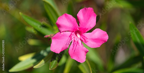 Flowering nature closeup. Macro of flowering Oleander plant. White exotic flower. Natural flower plant. Flora nature. Bright blooming Oleander flower in nature. Oleander flower