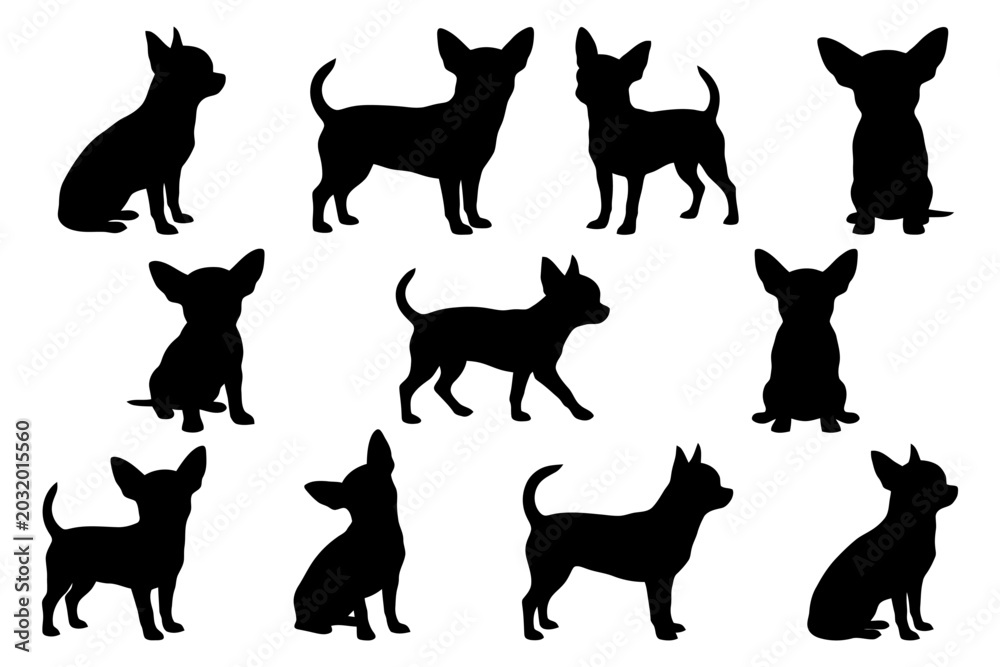 Fototapeta premium Silhouettes of chihuahua dogs in various poses.