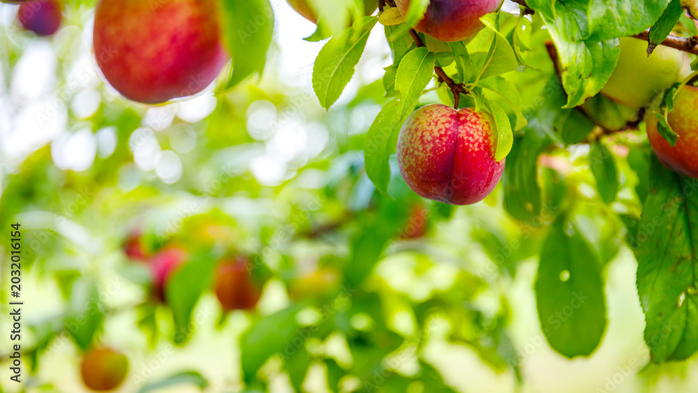 Obraz premium Plum trees with ripe fruits during the daytime in a green orchard