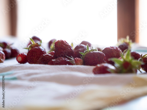 Freshly picked wild strawberries in a steel container. Organic strawberries from the organic garden