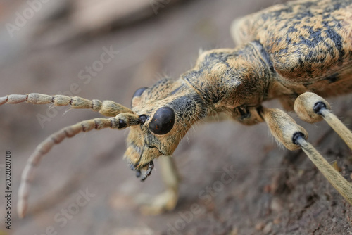 Bild auf Leinwand Extreme facial closeup on the large Two-banded Longhorn Beetle , Rhagium sycopha