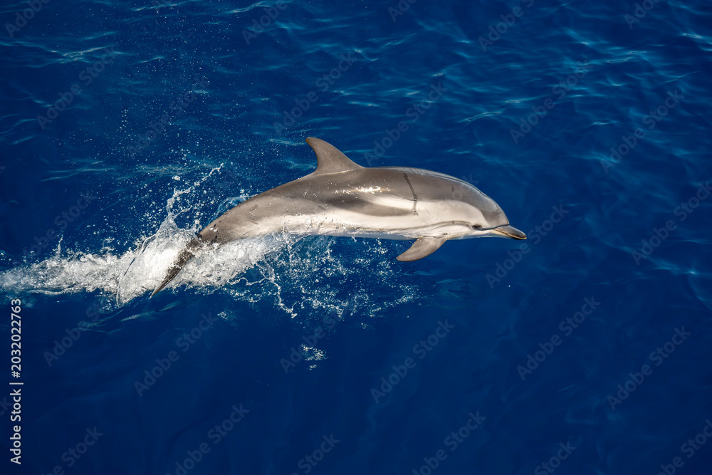 Fototapeta premium Striped dolphin jumping on blue sea surface