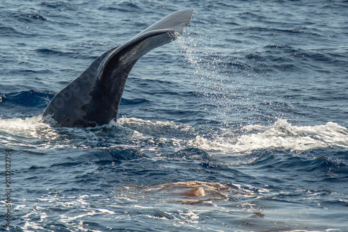 Canvastavla Spermwhale sperm whale feces evacuating dejection while diving
