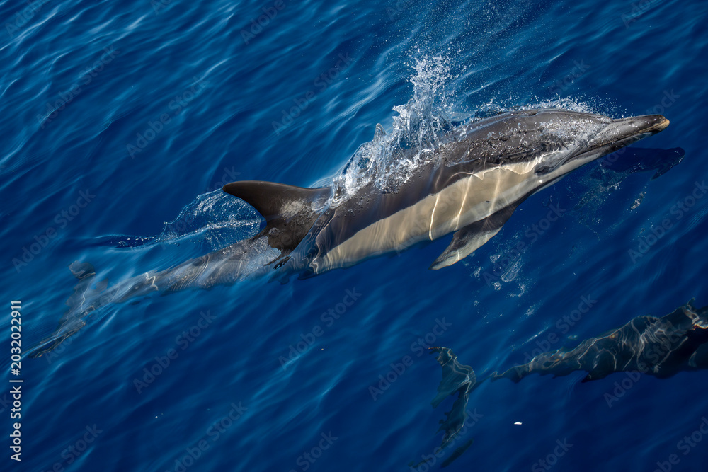 Fototapeta premium Common dolphin in pelagos sanctuary ultra rare to see in front of genova