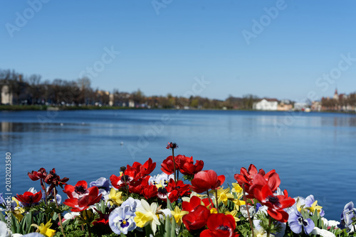 Vibrant spring flowers blossoming by a city lake