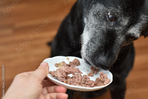 Elderly dog ​​eating wet food from a bowl

