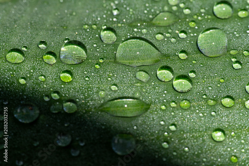 Tableau sur toile Macro of water droplets on green banana leaf