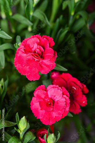 Collection of Dianthus Flowers with Dew Drops in Bloom. Red and Pink Carnation Macro Set