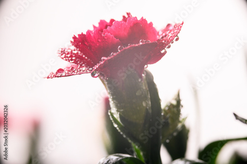 Collection of Dianthus Flowers with Dew Drops in Bloom. Red and Pink Carnation Macro Set