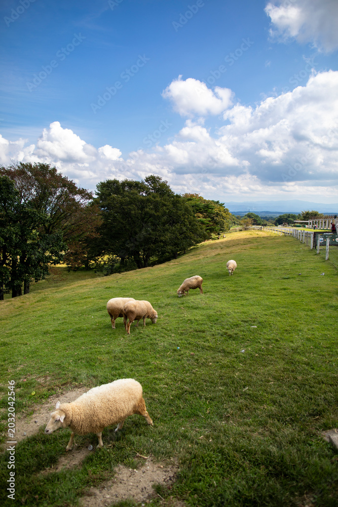 Fototapeta premium Nasu Animal Kingdom, Tochigi Prefecture, Japan