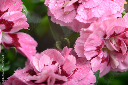 Collection of Dianthus Flowers with Dew Drops in Bloom. Red and Pink Carnation Macro Set