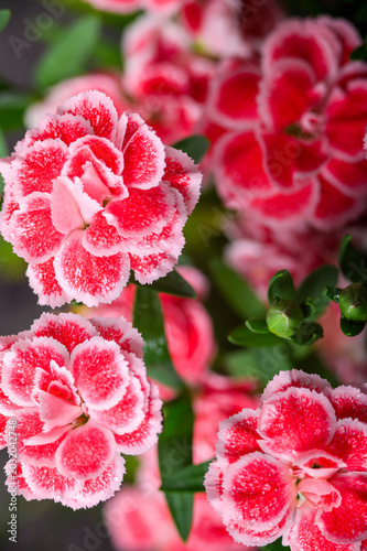 Collection of Dianthus Flowers with Dew Drops in Bloom. Red and Pink Carnation Macro Set