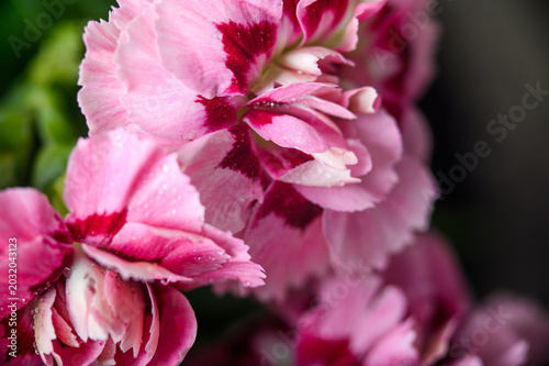 Collection of Dianthus Flowers with Dew Drops in Bloom. Red and Pink Carnation Macro Set