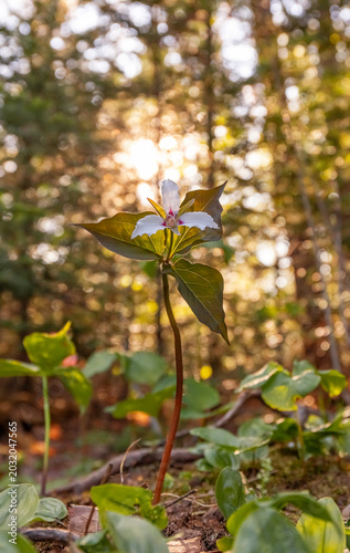 Painted trillium in morning light, NB, Canada. 