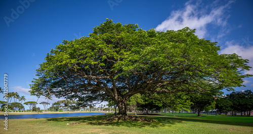 Fotografía Summer Leaves and Blossoms on an Old Growth Banyan Tree in a Park