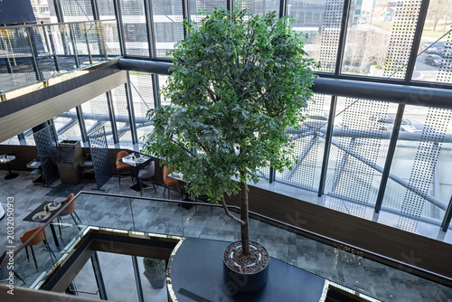 Modern building atrium with large indoor green tree and glass facade