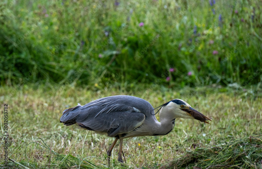 Fototapeta premium Ein Graureiher läuft über eine Wiese