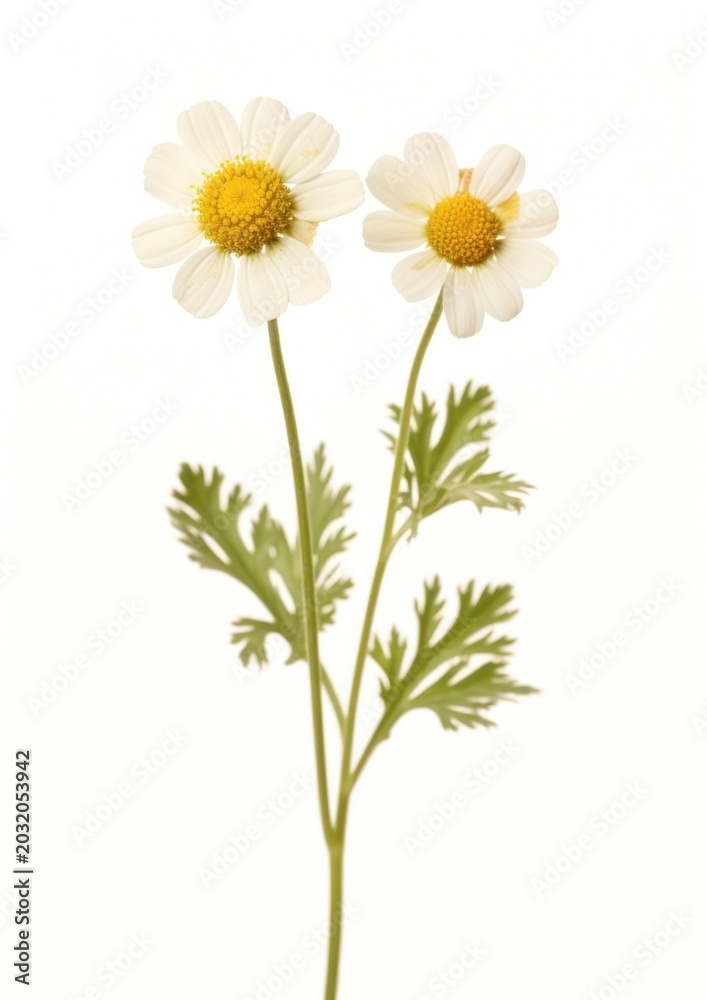 Obraz premium Real pressed a single minimal Feverfew flower plant daisy.