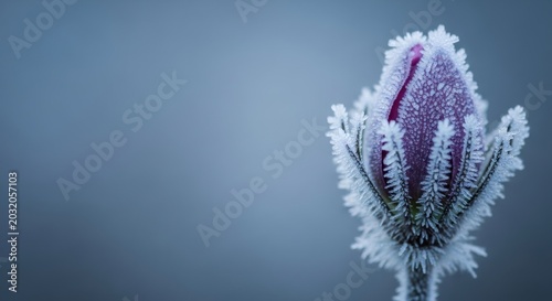 Frost covered purple flower bud with ice crystals on a blue background perfect for winter themed designs and seasonal advertising