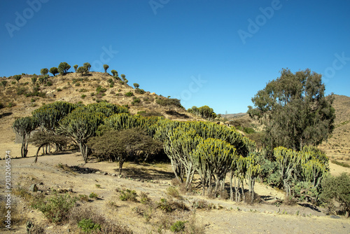 Konstfotografi Candelabra Euphorbia Trees in the Danakil Region, Ethiopia