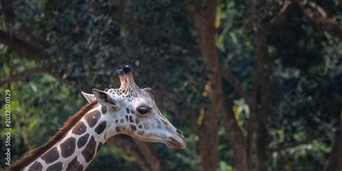 Photos Giraffes (genus Giraffa) in wild forest park.