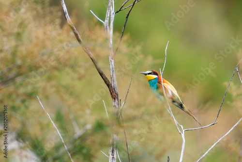 Εκτύπωση καμβά Colorful Bee Eater Bird (Merops apiaster) Watching for Prey from Tree Branch