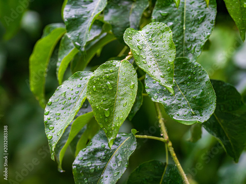 Fresh green leaves with drops of water after rain