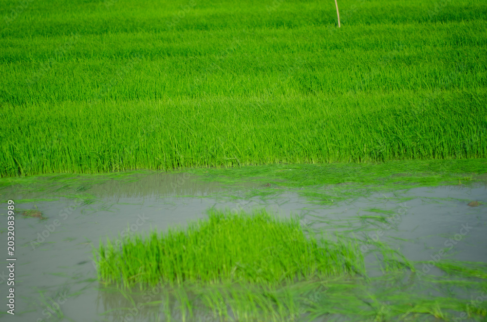 Obraz premium Vibrant Green Rice Paddy Field with Flooded Water