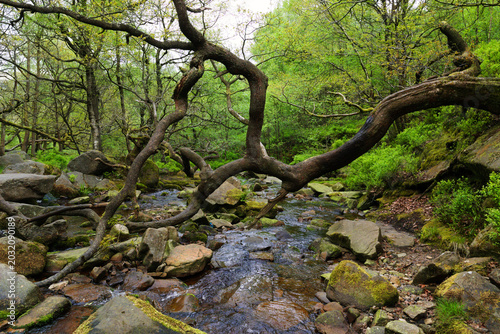 A river flowing through a forest in the Peak District, England.