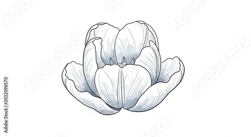 Detailed Line Art Vector Illustration of blooming Double Tulip #2032096570