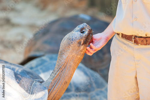 Uniformed keeper petting the Galapagos Giant Tortoise during feeding time in the zoo, Florida, USA