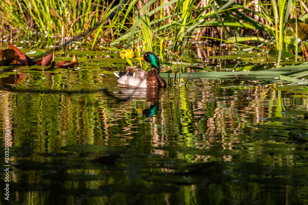 Fototapeta premium Pair of Mallard Ducks Swimming in Oasi Le Foppe Natural Oasis, Italy