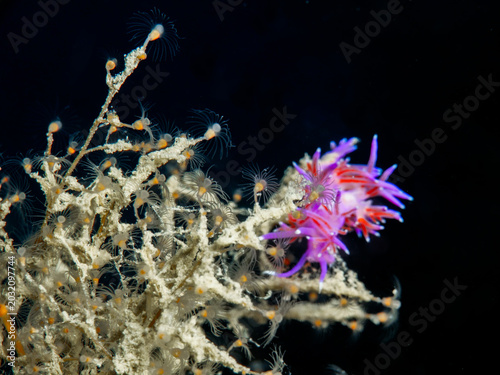 Fotografija Nudibranch Edmundsella pedata