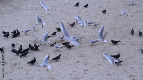 Gulls (family Laridae) and pigeons (Columba livia domestica) on the sandy shore of the Black Sea
