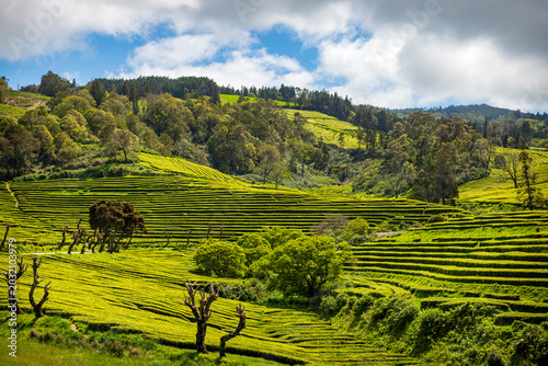Scenic view of the terraced tea fields at Gorreana Plantation under a partly cloudy blue sky in Sao Miguel, Azores.
