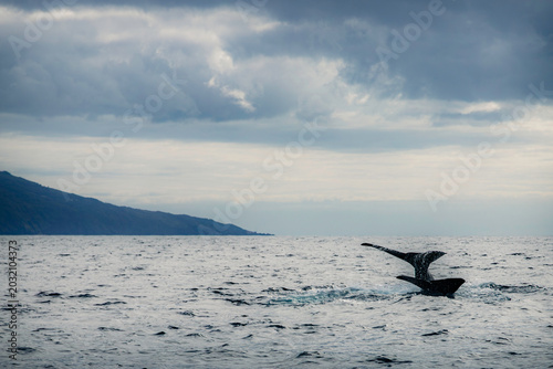Two sperm whale tails breaching the ocean surface during a whale watching tour with Pico Island in the background, Azores, Portugal.