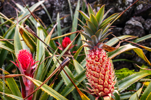 Red pineapple growing on a green plant in a field on Pico Island, Azores, Portugal. Cluster of ornamental wild bromeliad fruit with spiky leaves.