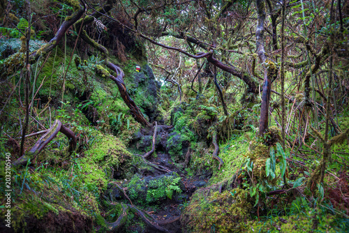 Narrow hiking path navigating through dense gnarled trees and mossy volcanic rocks on the Mistérios Negros trail in Terceira Island, Azores, Portugal.