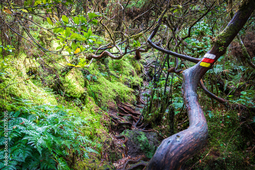 Close-up of a white, red, and yellow hiking marker painted on a twisted tree trunk over a root-filled path on the Mistérios Negros trail in Terceira Island, Azores.