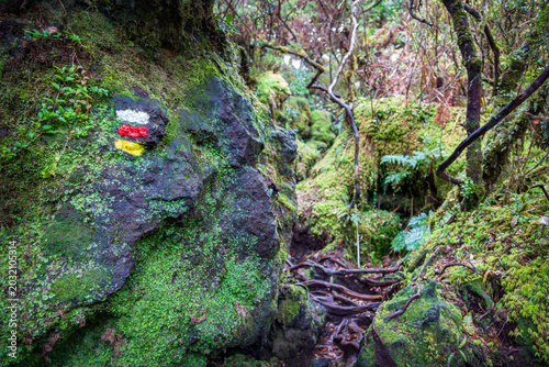Official hiking trail sign painted on a large mossy volcanic rock deep inside the endemic cloud forest of Mistérios Negros in Terceira Island, Azores, Portugal.