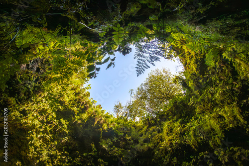 Looking up through the green moss and fern covered volcanic cone opening of Algar do Carvao cave to the blue sky on Terceira Island, Azores.