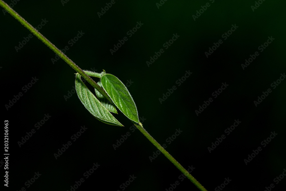 Fototapeta premium Macro photograph of fresh green leaves growing on a plant stem with a dark blurred background