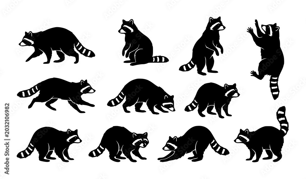 Obraz premium Black Raccoon Silhouette Set with Various Animal Poses and Wildlife Vector Collection