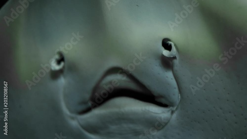 Close-up underwater footage of a stingray's mouth as it feeds on the sandy seabed. This detailed view highlights the unique anatomy and feeding behavior of a cartilaginous fish