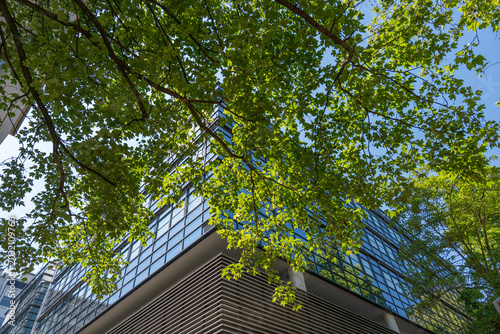 Fresh London plane tree leaves frame a modern glass office building. Reflections and blue sky create a clean urban spring architecture scene.