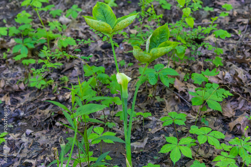 Obraz premium Jack in the Pulpit (Arisaema triphyllum). Native hardy northern plant. It is a large, cylindrical, hooded flower, green in color with brown stripes.