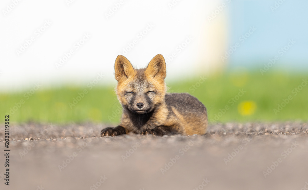 Naklejka premium Red Fox Kit