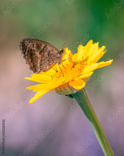 borboleta pousada em flor amarela